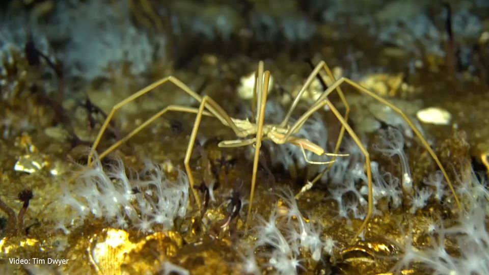 Spektakulärer Tauchgang unter antarktischem Eis: Seespinnen zum Anfassen