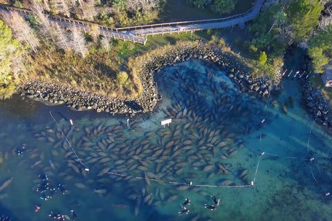 Nordamerika: Beeindruckendes Schauspiel: Hunderte Seekühe versammeln sich vor Floridas Küste