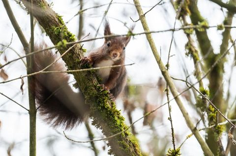 Eichhörnchen im Winter in einem Baum