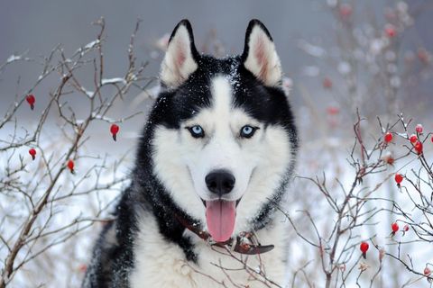 Portrait eines Siberian Huskies im Schnee