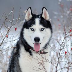 Portrait eines Siberian Huskies im Schnee