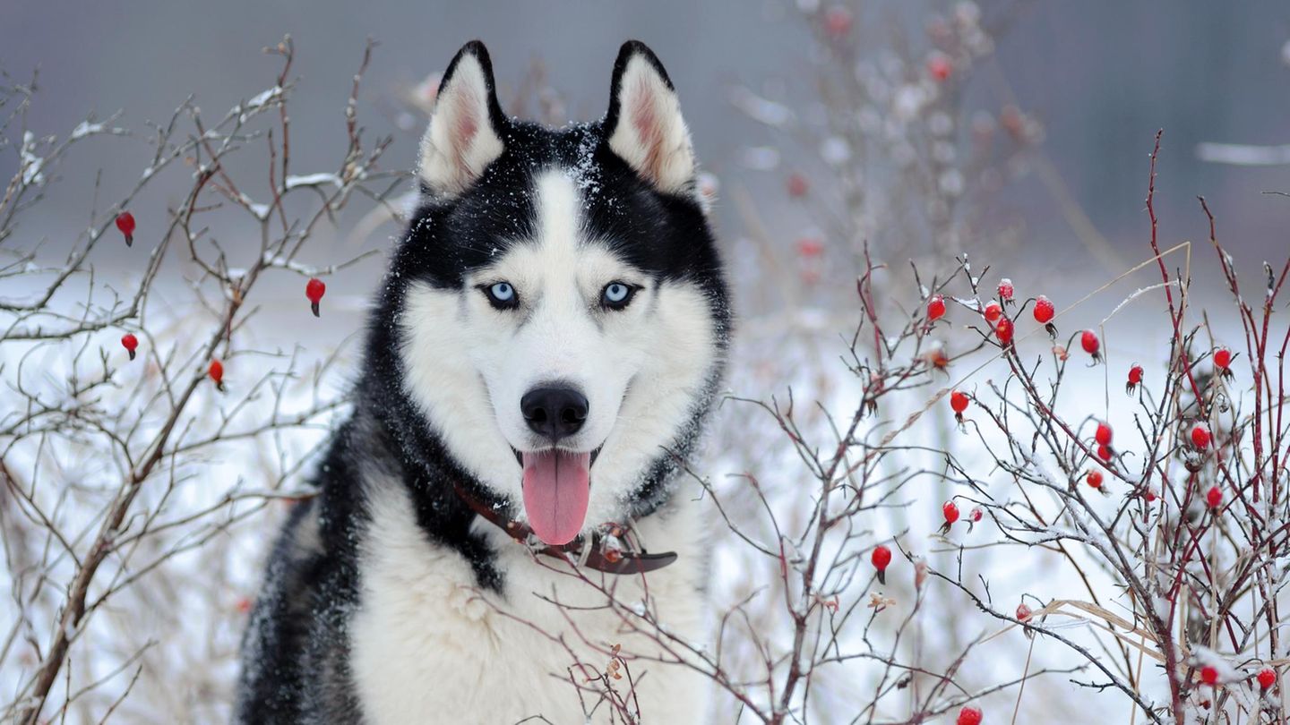 Portrait eines Siberian Huskies im Schnee