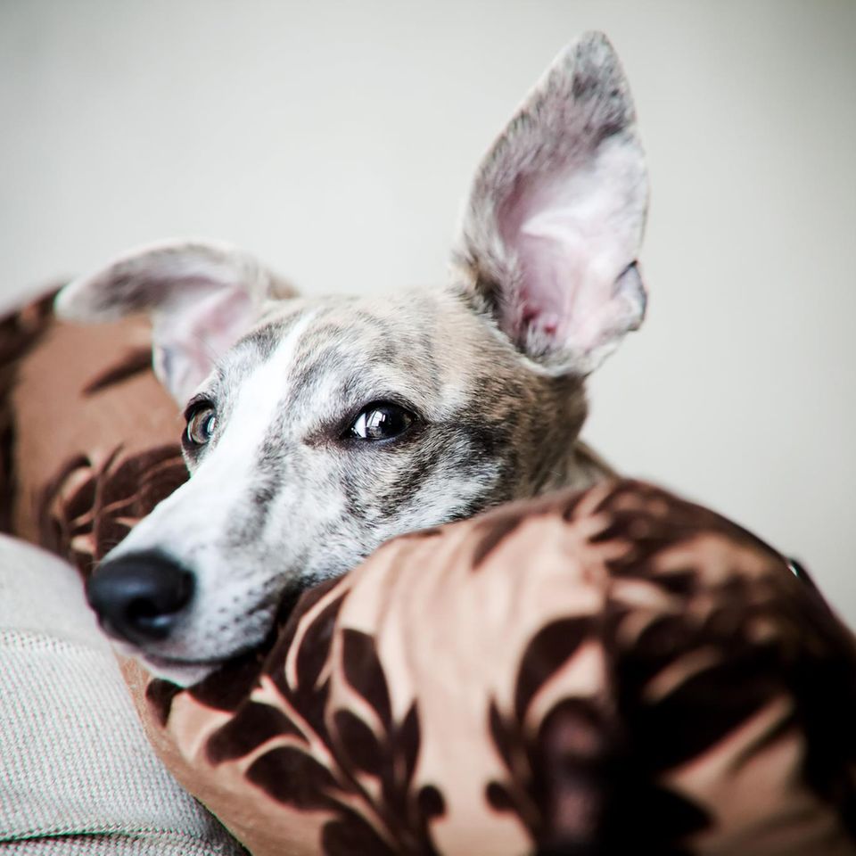 Whippet Hund lauscht auf dem Sofa