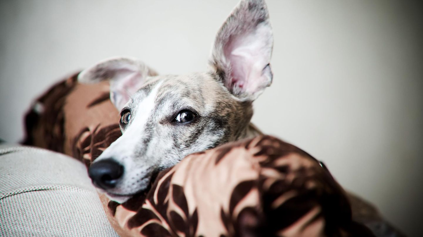Whippet Hund lauscht auf dem Sofa