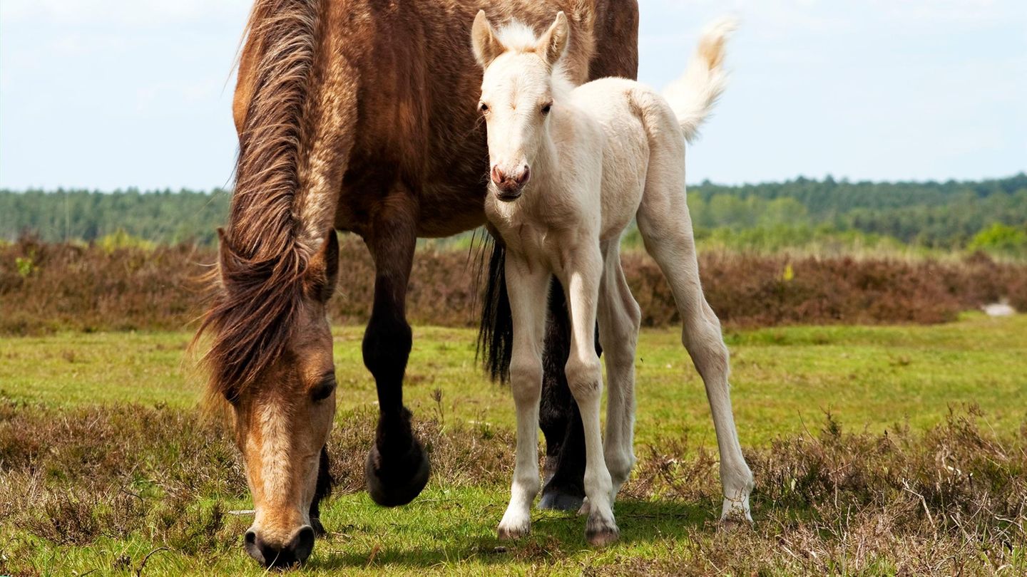 Bindung-Geborgenheit-als-Wachstumsmotor-Wie-M-tter-ihre-Fohlen-stark-machen