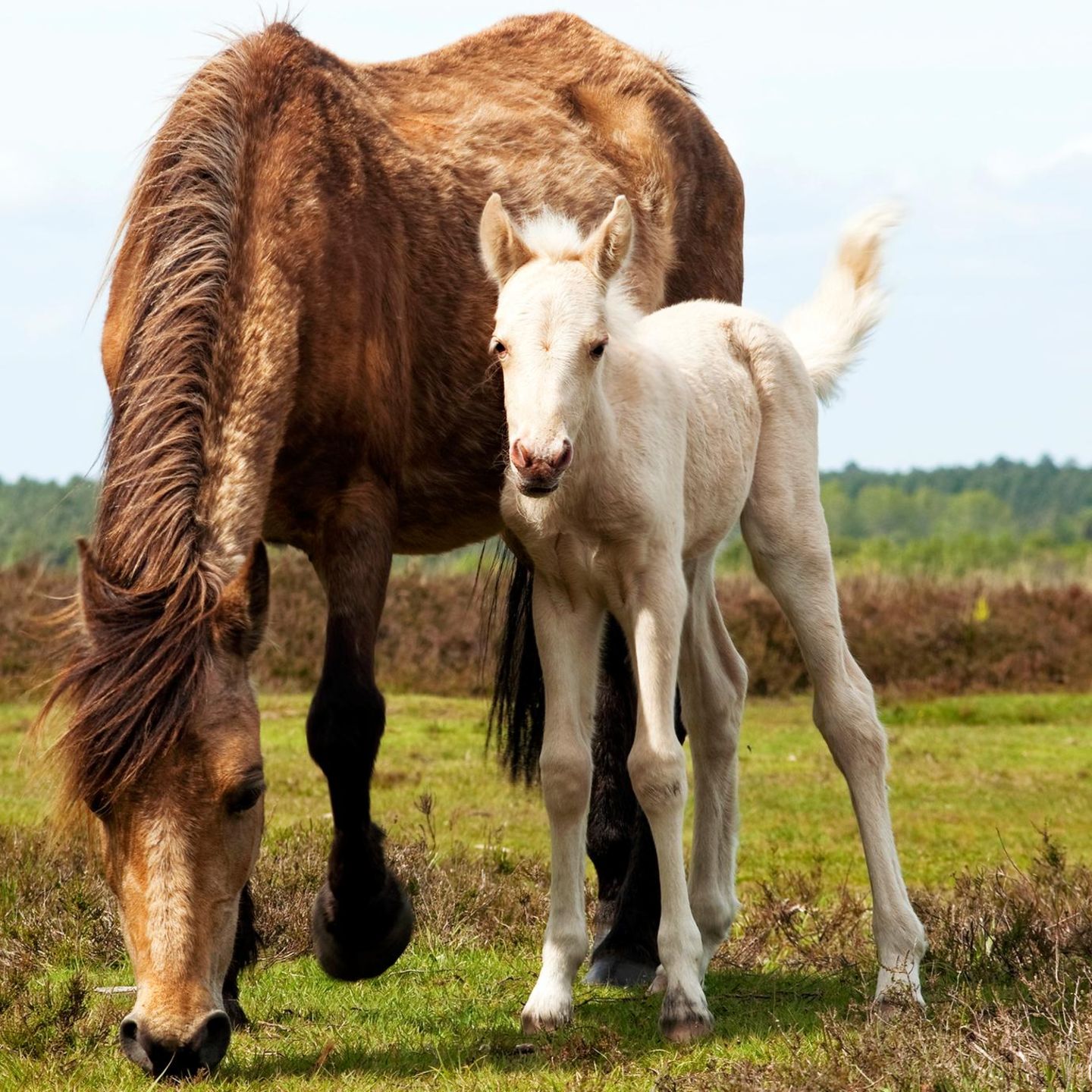 Braune Stute mt weissem Fohlen in England auf einer Wiese