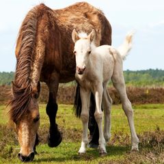 Braune Stute mt weissem Fohlen in England auf einer Wiese