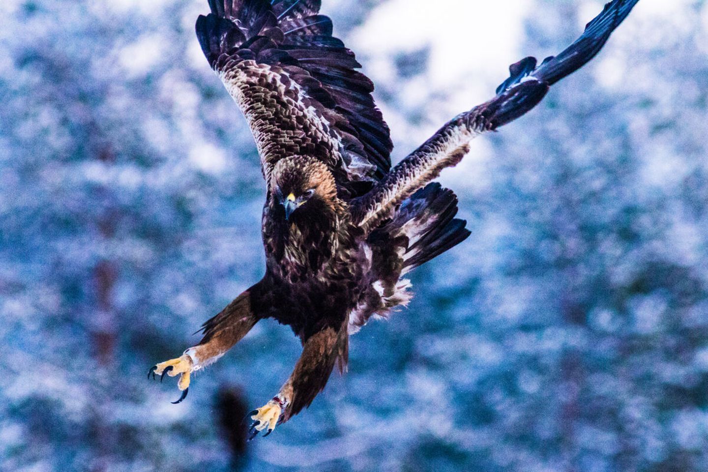 Steinadle in Finnland