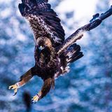 Steinadle in Finnland