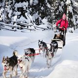 Hundeschlittenfahren in Finnland