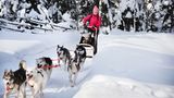 Hundeschlittenfahren in Finnland