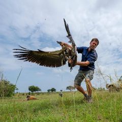 Ein Geier wird wieder freigelassen
