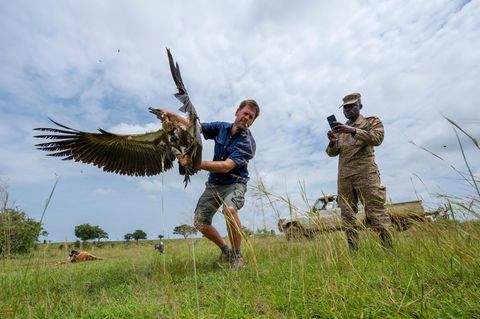 Ein Geier wird wieder freigelassen