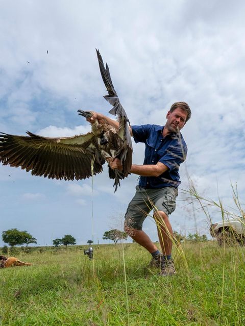 Ein Geier wird wieder freigelassen