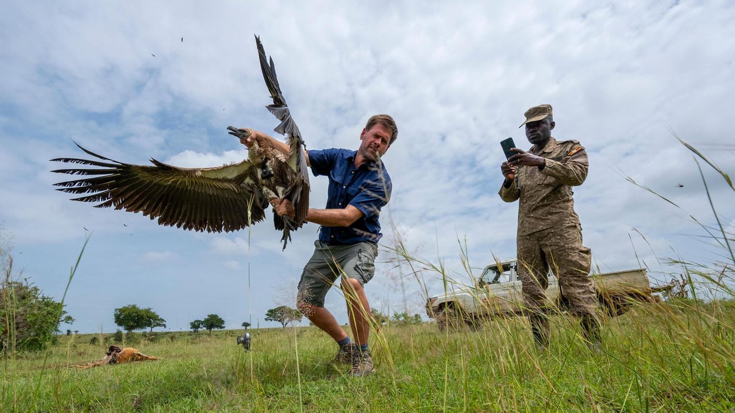 Halb-Tier-halb-Maschine-Mit-Geier-Drohnen-auf-der-Jagd-nach-Wilderern-GEOplus