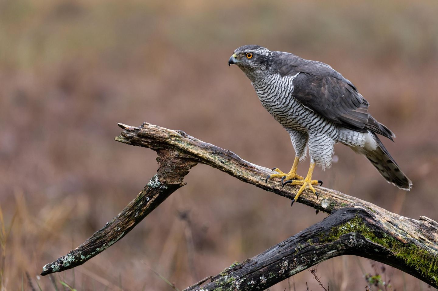 Ein Habicht auf einem Ast