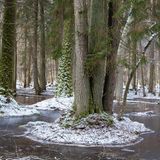winterlicher Wald im Białowieża-Nationalpark