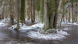 winterlicher Wald im Białowieża-Nationalpark