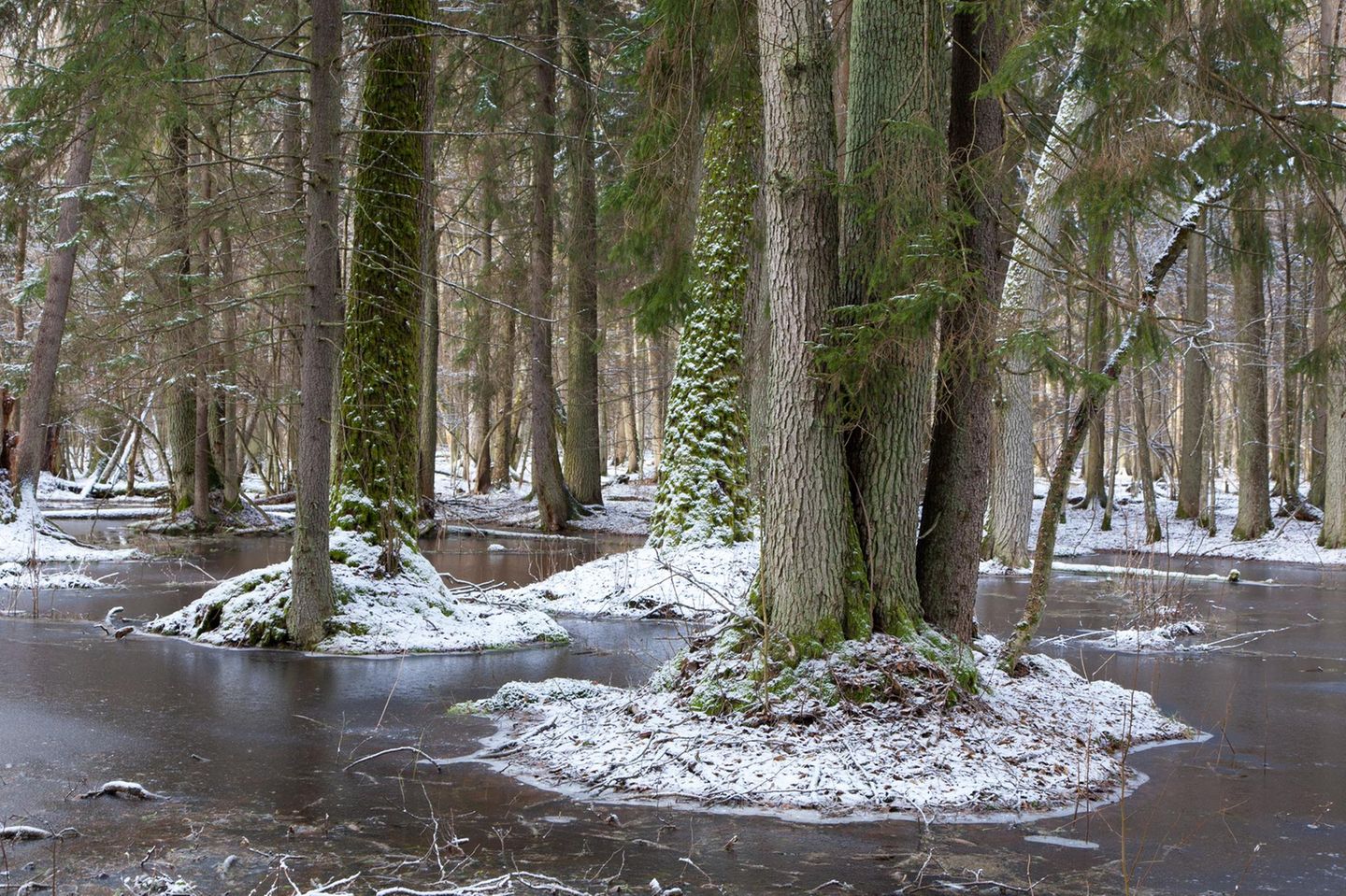 winterlicher Wald im Białowieża-Nationalpark