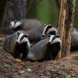 Eine Gruppe Dachse im Wald