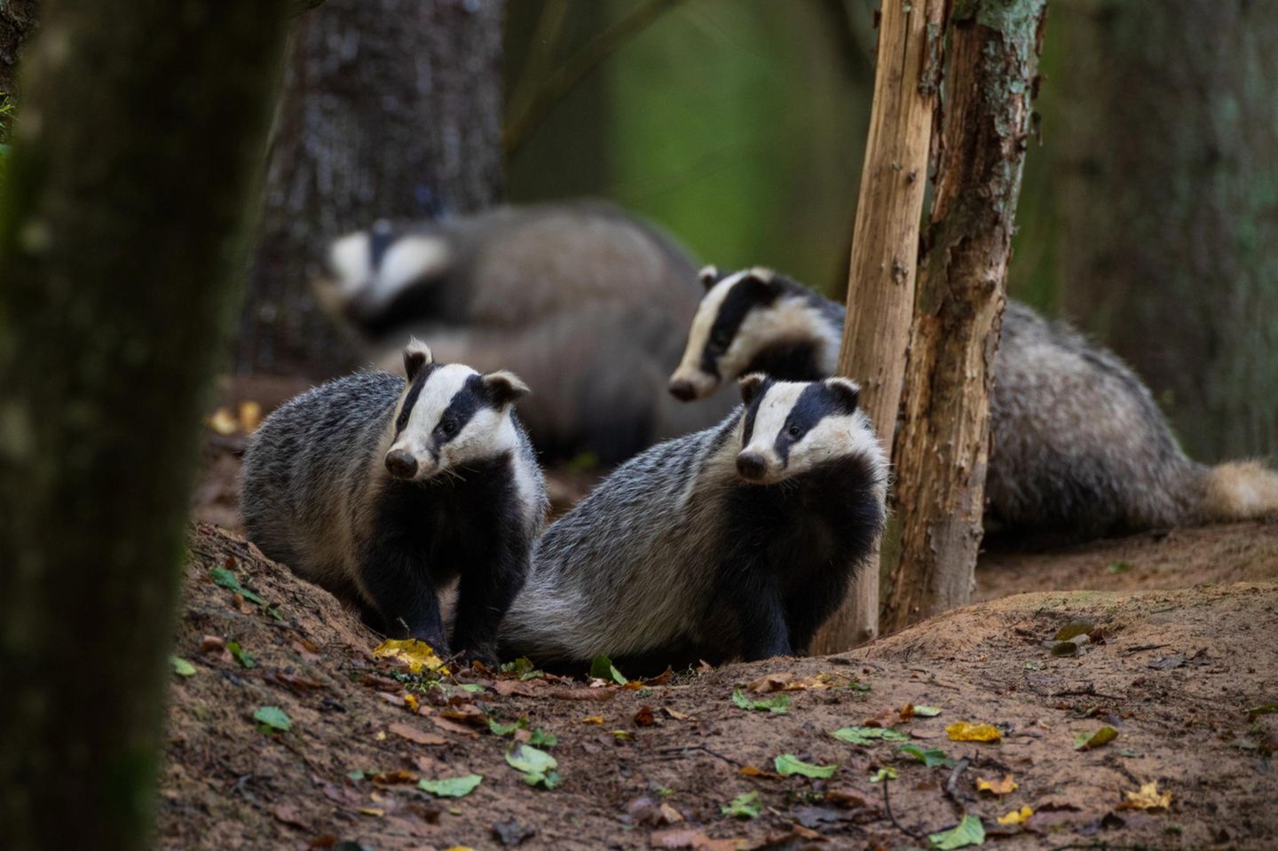 Eine Gruppe Dachse im Wald