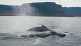 Wale in den Westfjorden Islands