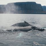 Wale in den Westfjorden Islands