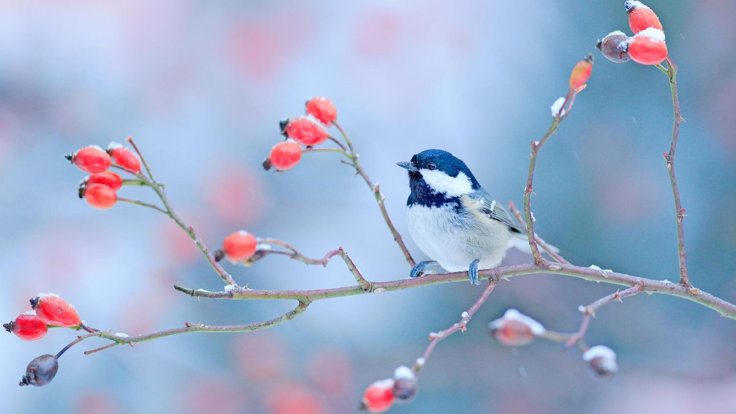 Vogelfotos-K-nnen-Sie-diese-Meisenarten-unterscheiden-
