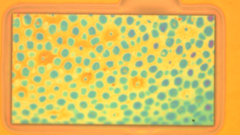 Robotik: Von Kraken inspiriert: Dieses Material kann Farbe und Textur blitzschnell ändern