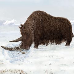 Eine künstlerische Darstellung zeigt ein tibetanisches Wollnashorn