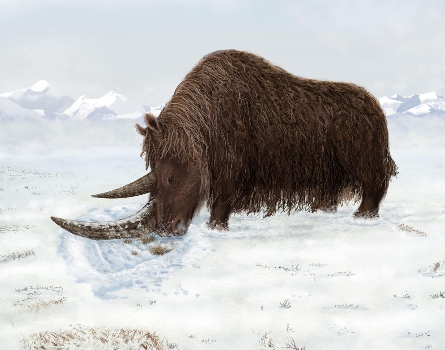 Eine künstlerische Darstellung zeigt ein tibetanisches Wollnashorn