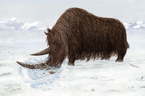 Eine künstlerische Darstellung zeigt ein tibetanisches Wollnashorn