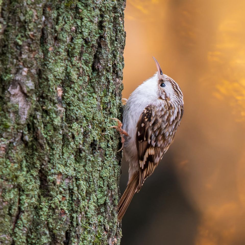 Waldbaumläufer am Baum