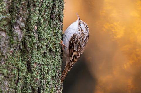 Waldbaumläufer am Baum