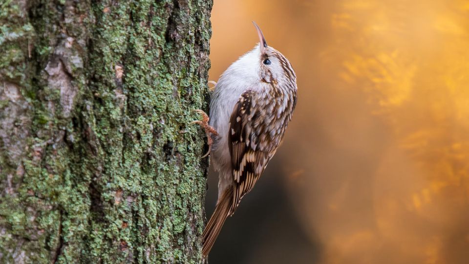 Waldbaumläufer am Baum