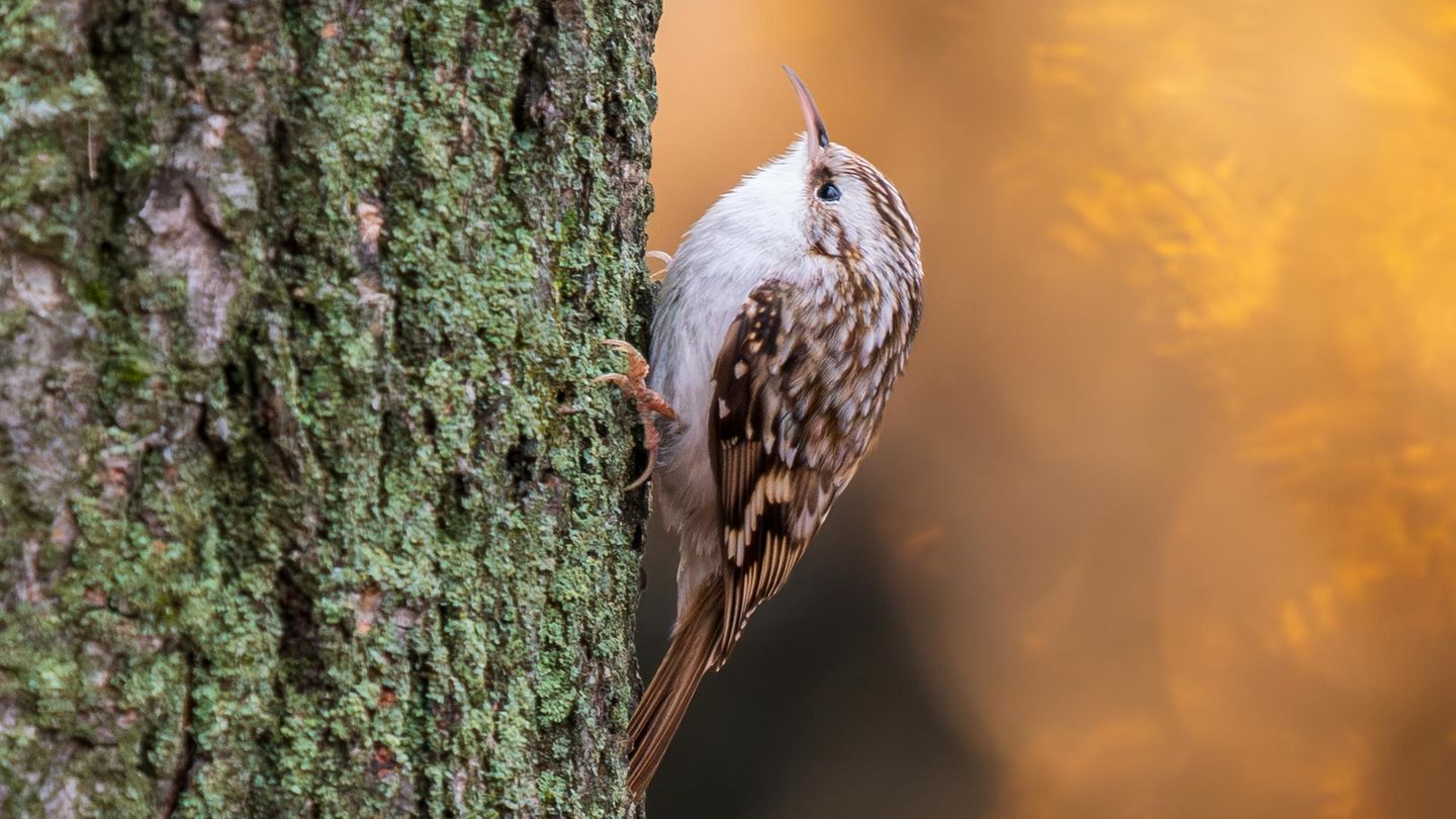 Bauml-ufer-und-Kleiber-Kletterk-nstler-Diese-V-gel-erklimmen-Baumst-mme-mit-Leichtigkeit