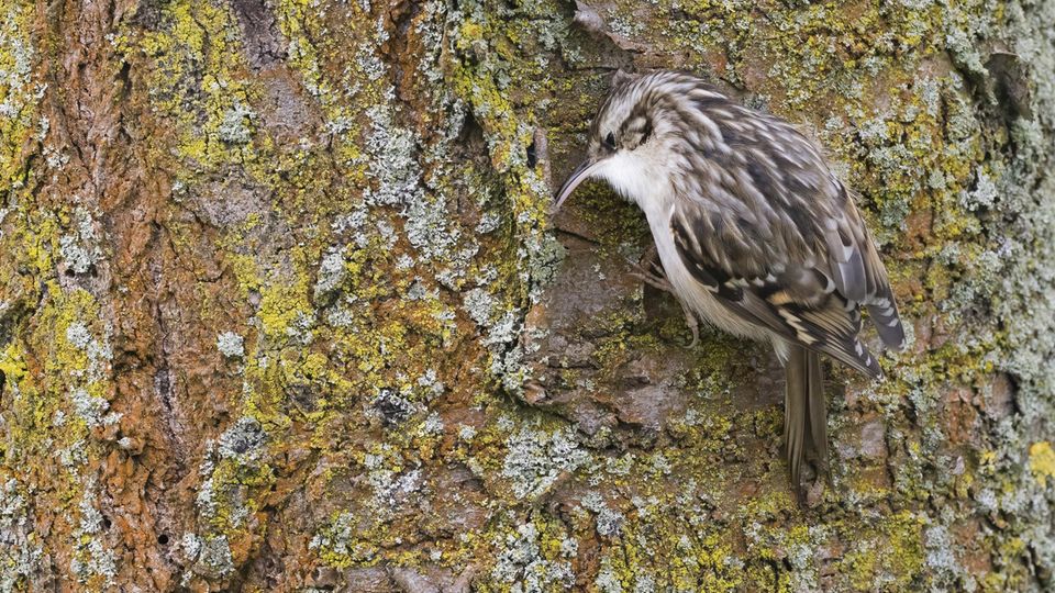 Gartenbaumläufer am Baumstamm