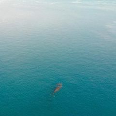 Zwei Wale schwimmen im Ozean