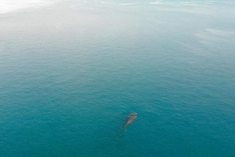 Zwei Wale schwimmen im Ozean