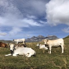 Kühe auf einer Weide in den Pyrenäen
