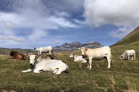 Kühe auf einer Weide in den Pyrenäen