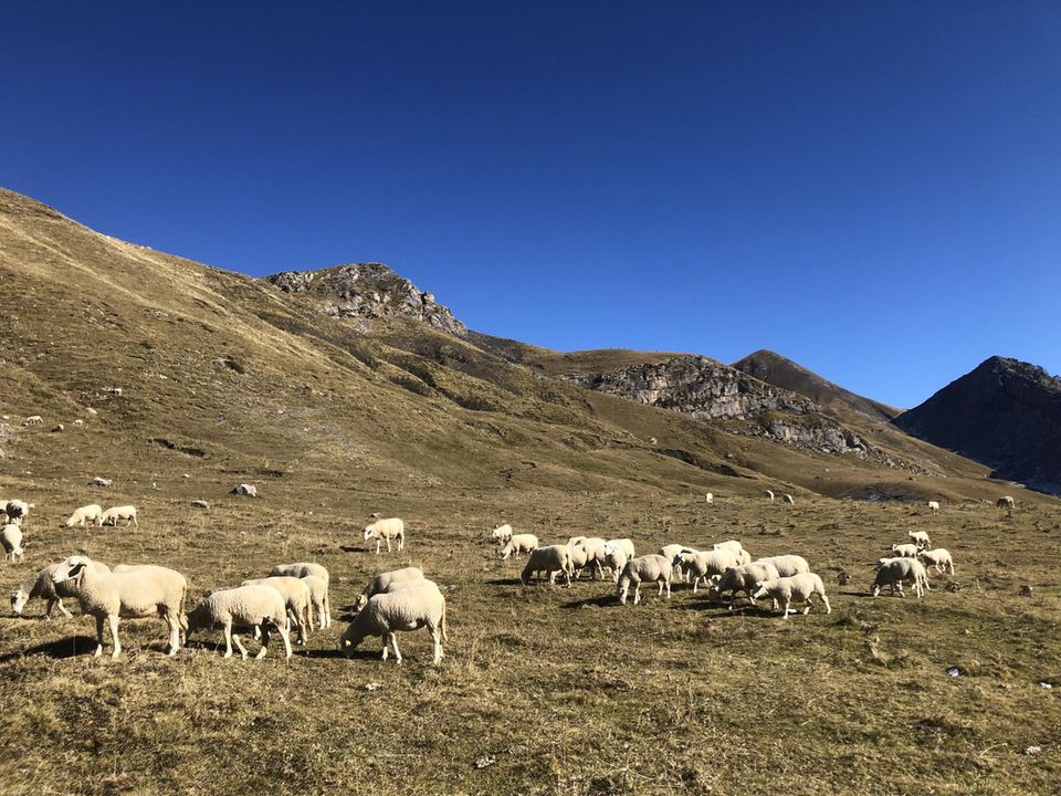 Eine Schafherde auf einer Weide in den Pyrenäen