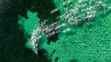 Luftaufnahme der Teilnehmenden des "Geo Bay Cool Water Classic", eines 20 Kilometer langen Schwimmens im klaren Wasser der Geographe-Bucht von Westaustralien. Gestartet sind die Ausdauerathleten im November 2025 in Dunsborough, südlich von Perth, passierten unterwegs Tonnen und Tore und hielten einen Kurs mehr oder weniger parallel zur Küste, angefeuert durch die Musik zahlreicher Beach-Partys.      