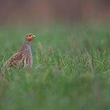 Vogel des Jahres: Rebhuhn