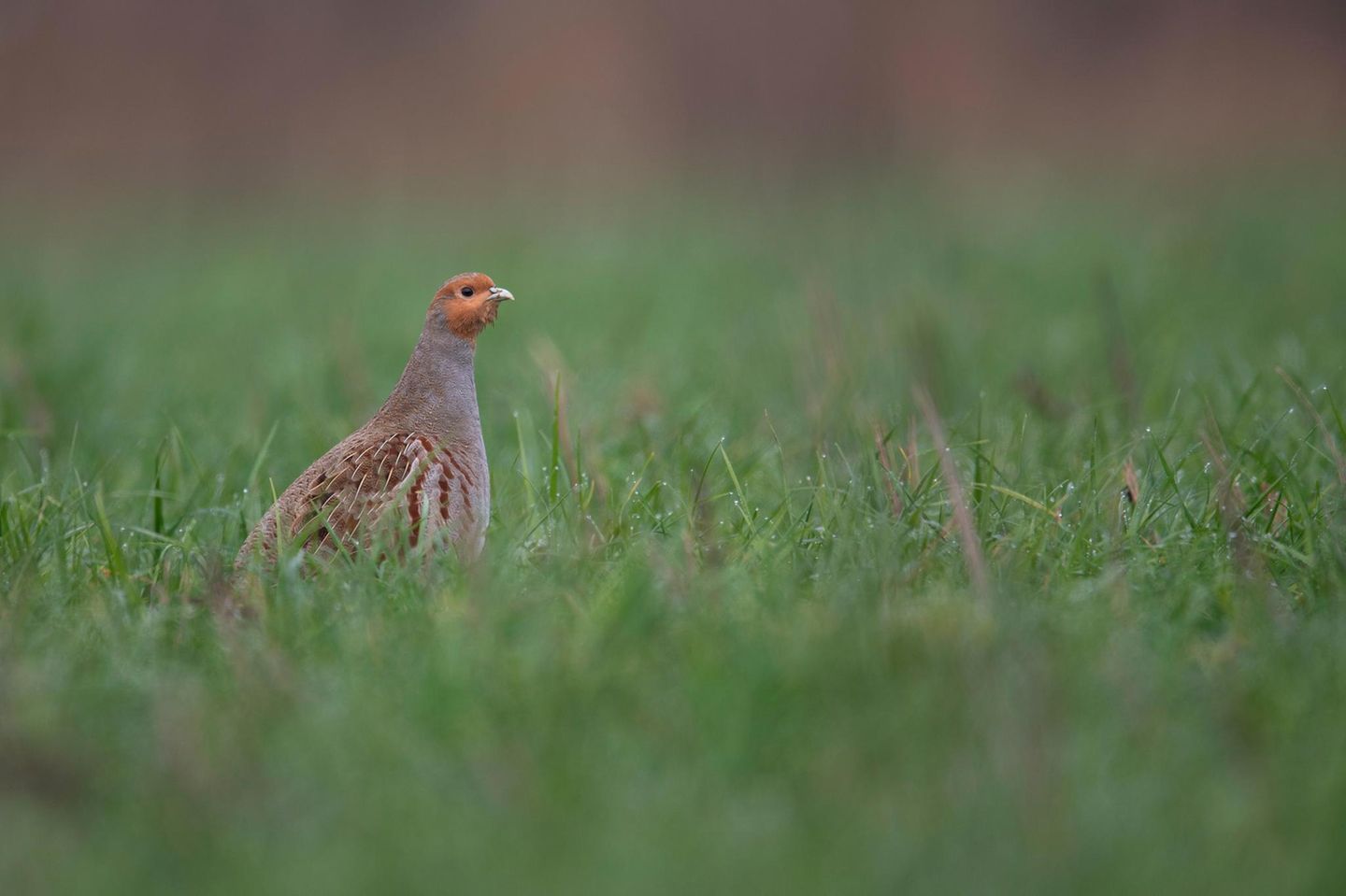 Vogel des Jahres: Rebhuhn