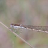 Weibliche Gemeine Winterlibelle