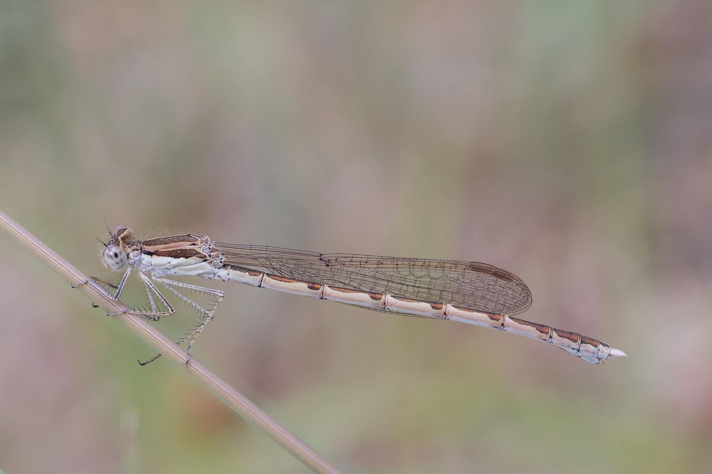 Weibliche Gemeine Winterlibelle