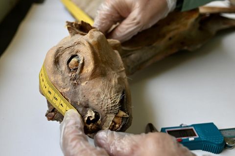 Ein mumifizierter Gepard. Entdeckt haben ihn Biologe Ahmed Boug und sein Team. In einem Höhlennetz im Norden Saudi-Arabiens fanden sie insgesamt sieben vom Wüstenklima konservierte Kadaver sowie weitere 54 Gepard-Skelette. Die Großkatzen starben im Laufe mehrerer Jahrtausende, wie Proben von sieben Individuen beweisen. Die untersuchten Überreste waren zwischen 130 und 4000 Jahre alt. Womöglich hatten die Tiere in den Höhlen Schutz gesucht oder waren hineingestürzt.  Geparde waren in Afrika und Asien einst weit verbreitet, heute ist ihr Reich auf ein Zehntel seiner einstigen Größe geschrumpft. In den 1970er-Jahren verschwanden die Großkatzen auch von der arabischen Halbinsel. Nun gibt es Überlegungen, Asiatische Geparde dort erneut anzusiedeln. Die Mumienfunde liefern den Beweis dafür, dass die vom Aussterben bedrohte Unterart schon einmal in dem Gebiet lebte.  KW 03