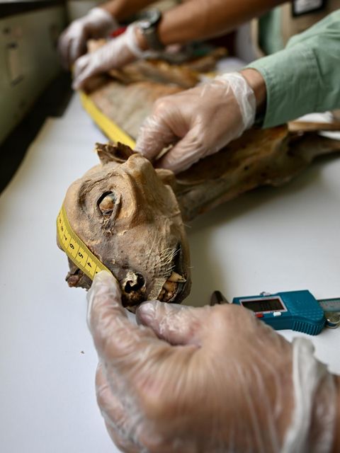 Ein mumifizierter Gepard. Entdeckt haben ihn Biologe Ahmed Boug und sein Team. In einem Höhlennetz im Norden Saudi-Arabiens fanden sie insgesamt sieben vom Wüstenklima konservierte Kadaver sowie weitere 54 Gepard-Skelette. Die Großkatzen starben im Laufe mehrerer Jahrtausende, wie Proben von sieben Individuen beweisen. Die untersuchten Überreste waren zwischen 130 und 4000 Jahre alt. Womöglich hatten die Tiere in den Höhlen Schutz gesucht oder waren hineingestürzt.  Geparde waren in Afrika und Asien einst weit verbreitet, heute ist ihr Reich auf ein Zehntel seiner einstigen Größe geschrumpft. In den 1970er-Jahren verschwanden die Großkatzen auch von der arabischen Halbinsel. Nun gibt es Überlegungen, Asiatische Geparde dort erneut anzusiedeln. Die Mumienfunde liefern den Beweis dafür, dass die vom Aussterben bedrohte Unterart schon einmal in dem Gebiet lebte.  KW 03