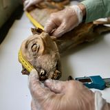 Ein mumifizierter Gepard. Entdeckt haben ihn Biologe Ahmed Boug und sein Team. In einem Höhlennetz im Norden Saudi-Arabiens fanden sie insgesamt sieben vom Wüstenklima konservierte Kadaver sowie weitere 54 Gepard-Skelette. Die Großkatzen starben im Laufe mehrerer Jahrtausende, wie Proben von sieben Individuen beweisen. Die untersuchten Überreste waren zwischen 130 und 4000 Jahre alt. Womöglich hatten die Tiere in den Höhlen Schutz gesucht oder waren hineingestürzt.  Geparde waren in Afrika und Asien einst weit verbreitet, heute ist ihr Reich auf ein Zehntel seiner einstigen Größe geschrumpft. In den 1970er-Jahren verschwanden die Großkatzen auch von der arabischen Halbinsel. Nun gibt es Überlegungen, Asiatische Geparde dort erneut anzusiedeln. Die Mumienfunde liefern den Beweis dafür, dass die vom Aussterben bedrohte Unterart schon einmal in dem Gebiet lebte.  KW 03